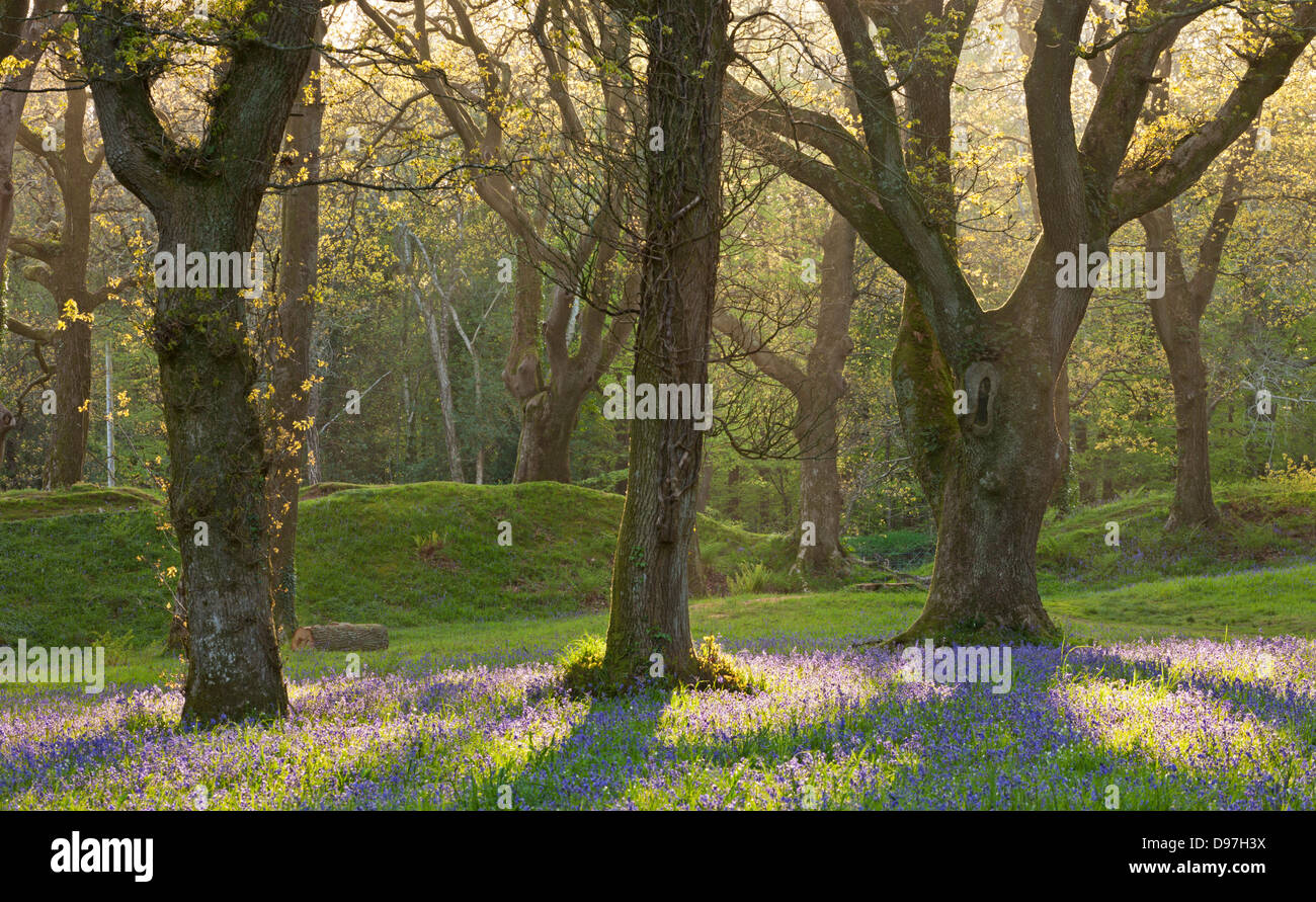 Bluebells de plus en plus d'une forêt de chênes, Blackbury Camp, Devon, Angleterre. Printemps (mai) 2012. Banque D'Images