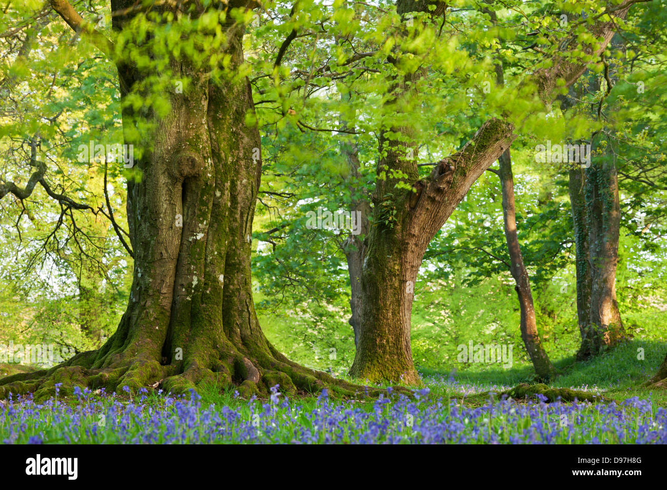 Hêtre et chêne arbre au-dessus d'un tapis de jacinthes des bois, dans un camp de Blackbury, Devon, Angleterre. Printemps (mai) 2012. Banque D'Images