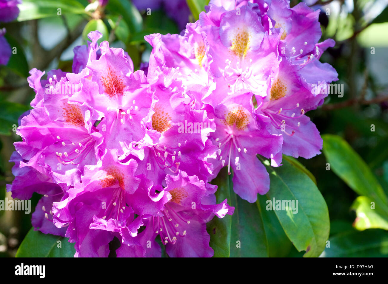 Rhododendron 'Purple Heart' Banque D'Images