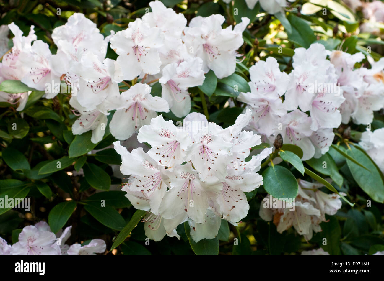 Rhododendron 'Mrs Charles E. Pearson' Banque D'Images