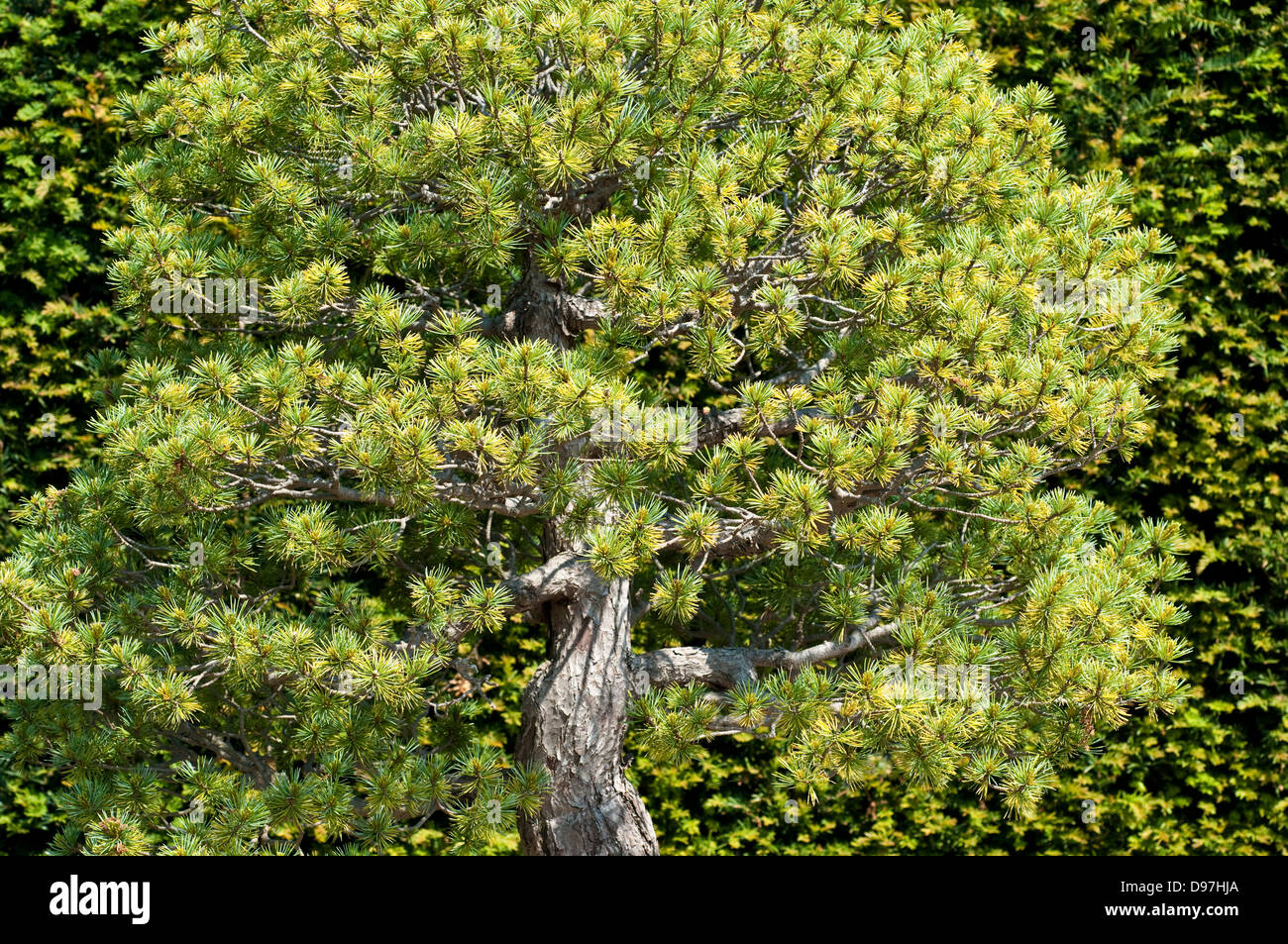 Pinus parviflora arbre de bonzaies Banque D'Images