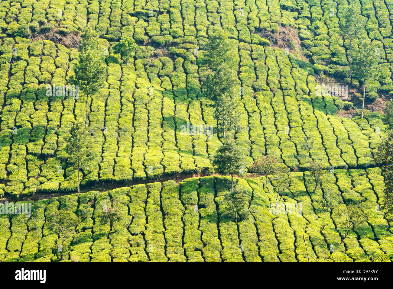 Les belles plantations de thé de Munnar, une station de colline dans la région de Kerala, Inde Banque D'Images