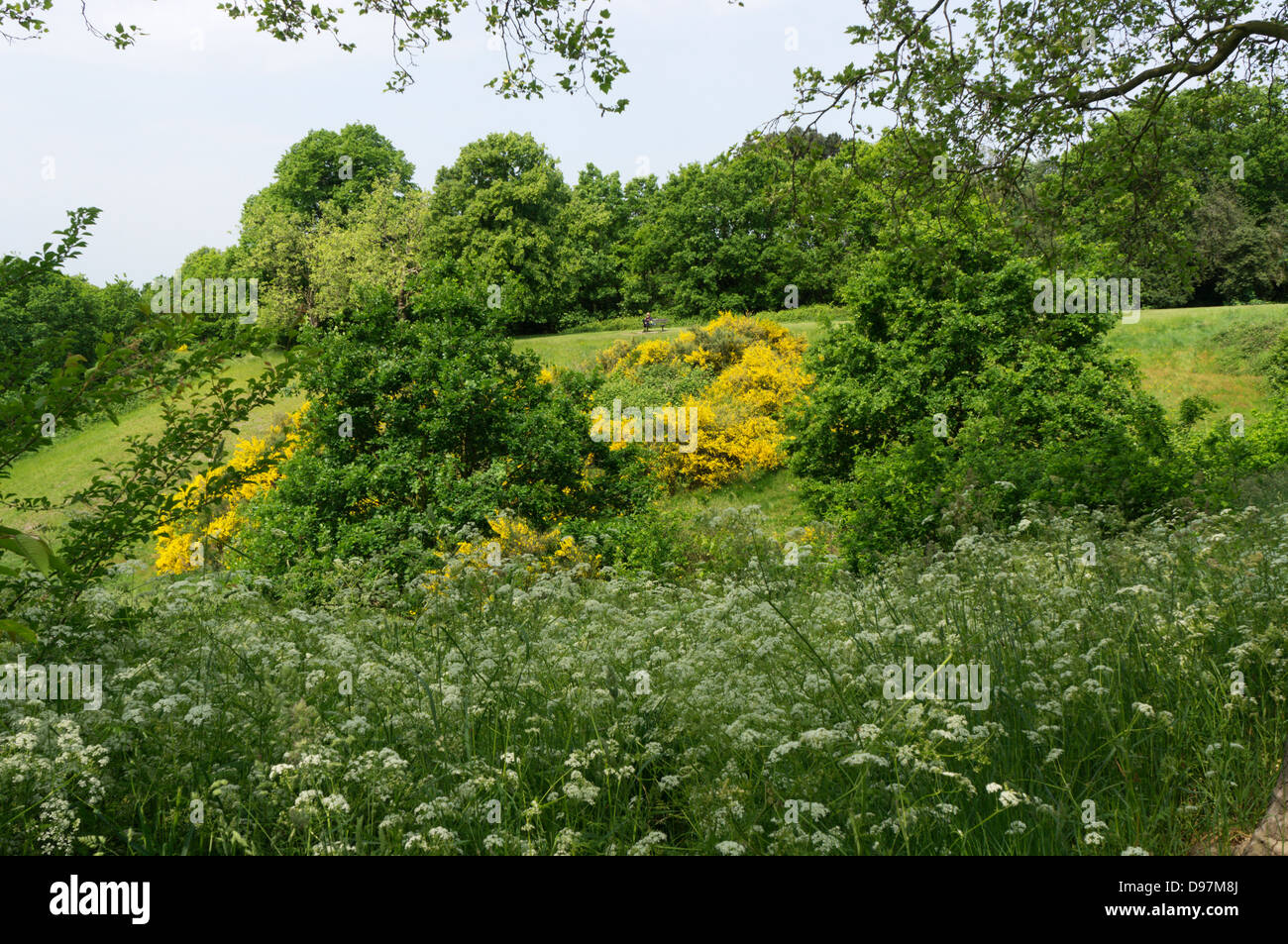 Balai et cow parsley croissant sur le côté de Martin's Hill, Bromley, Kent, Angleterre. Banque D'Images