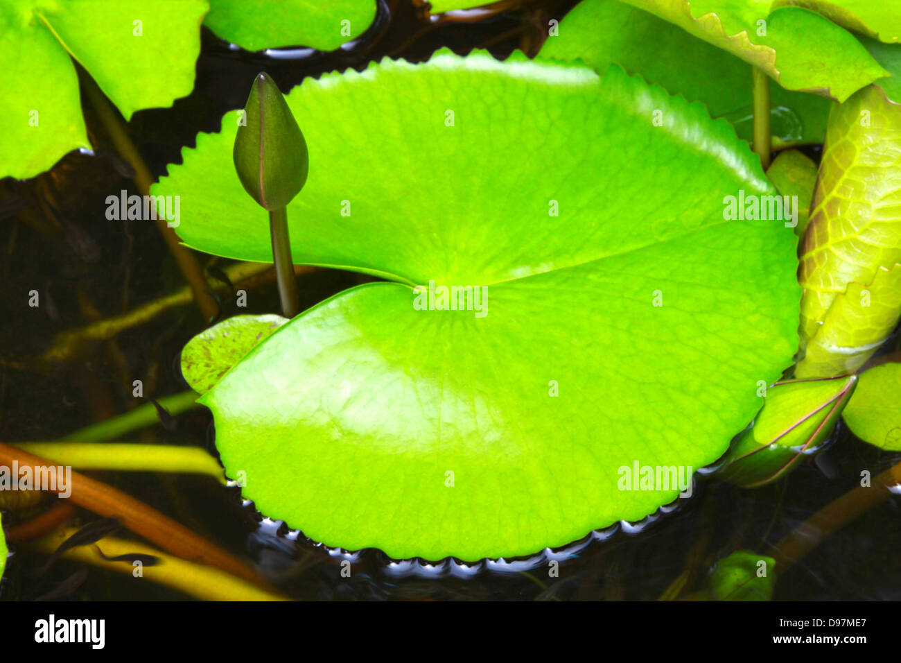 Les feuilles de lotus et lotus Blossom Temple en Thaïlande Banque D'Images
