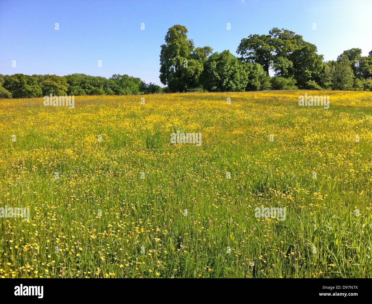 Terrain BUTTERCUP. Photo Tony Gale Banque D'Images