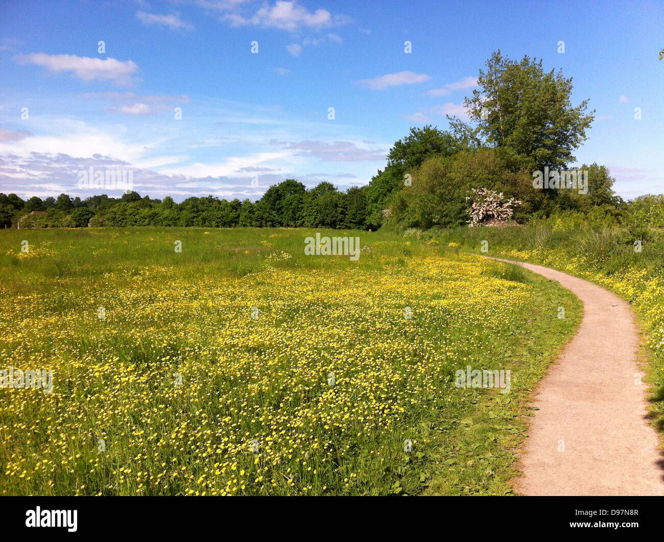 Terrain BUTTERCUP. Photo Tony Gale Banque D'Images