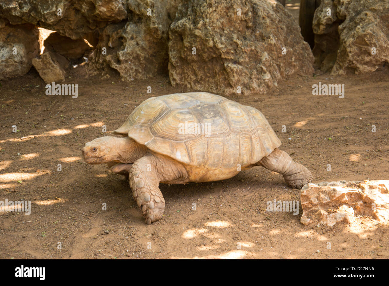 Traversant une route de tortues Banque D'Images