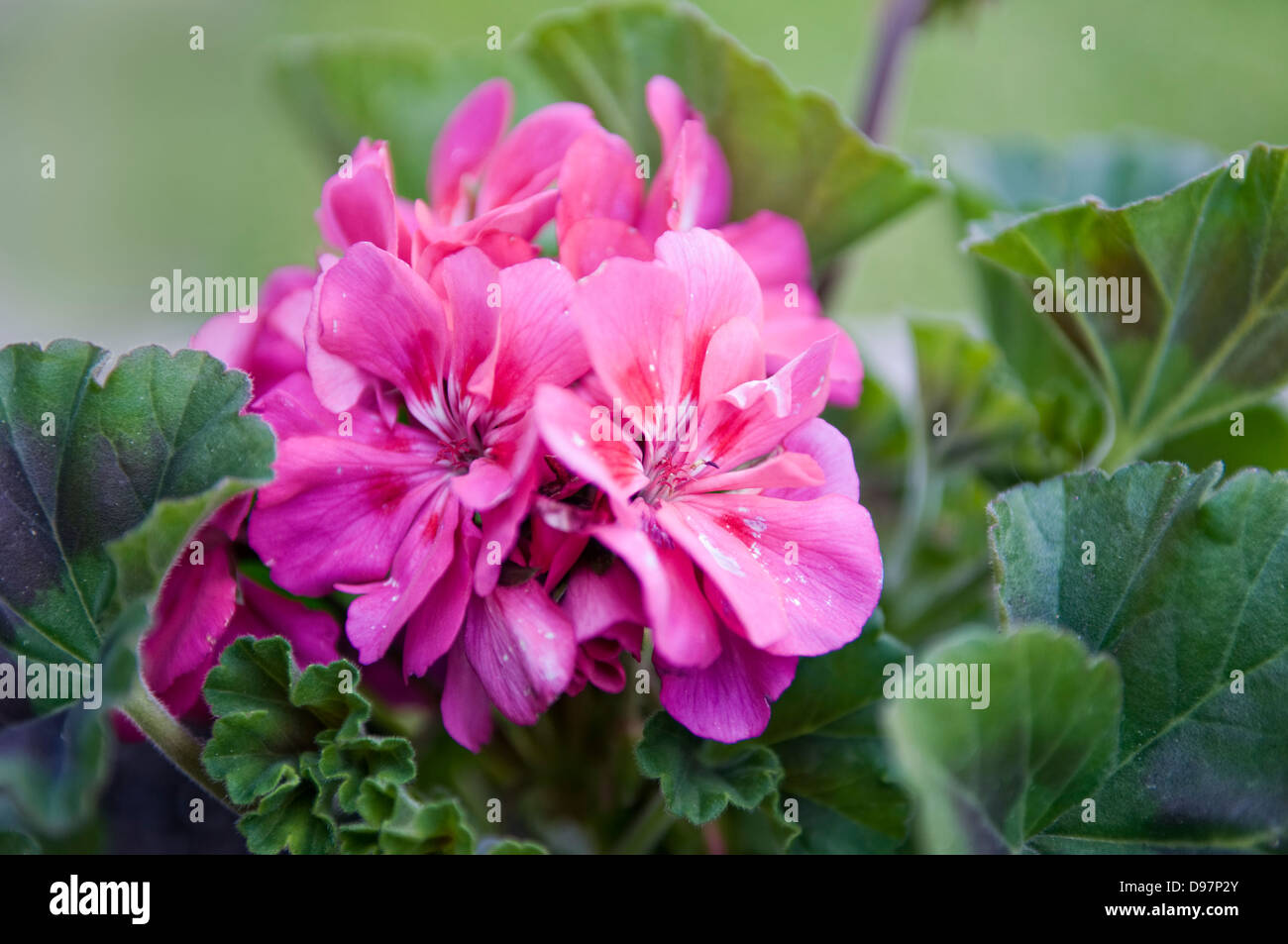 Close up of pink geranium flower, également connu sous le fond diffus de pelargonium, pris dans Manafon, Pays de Galles, Royaume-Uni Banque D'Images