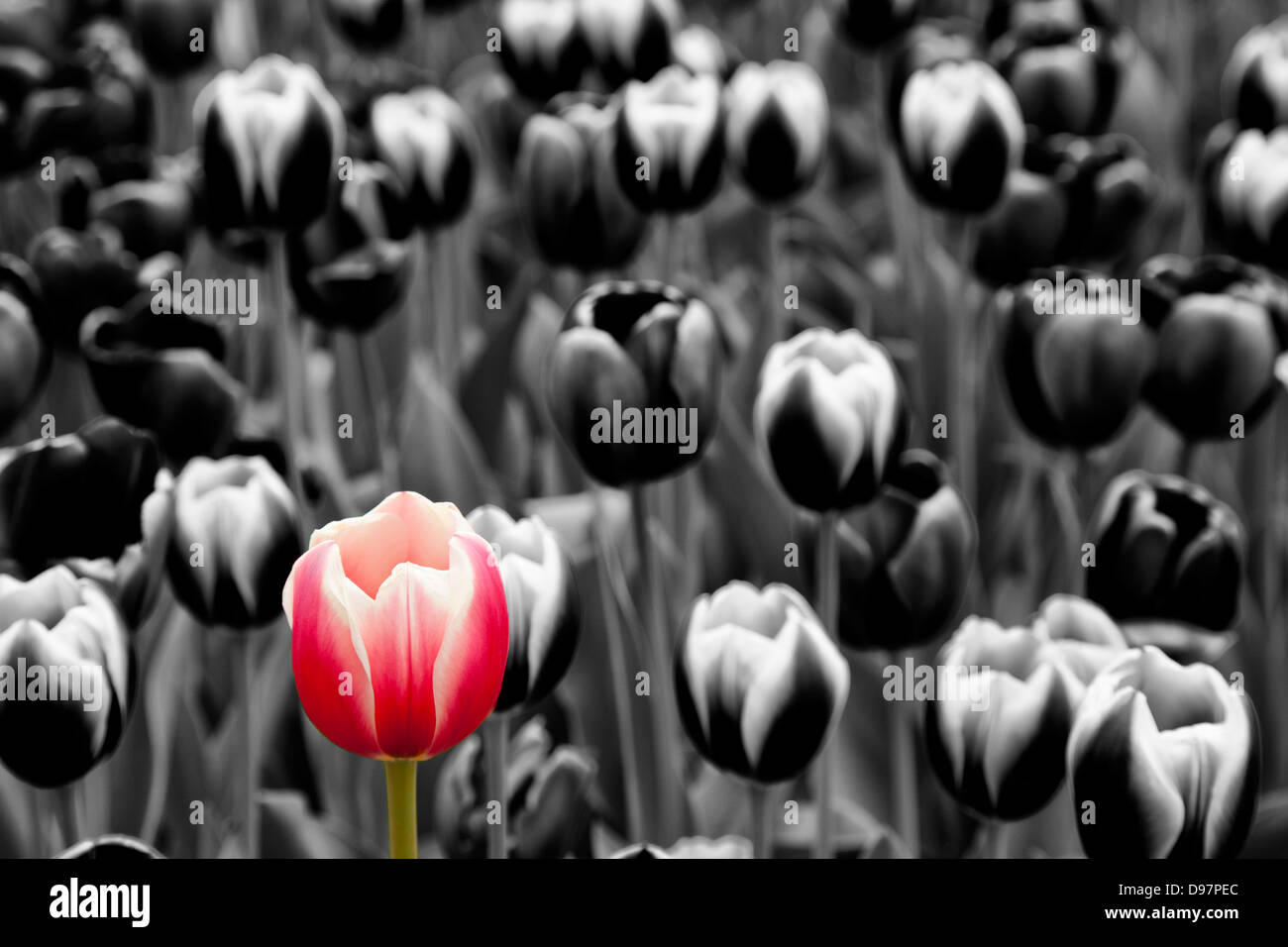 Tulipe rouge monochrome sur Banque D'Images