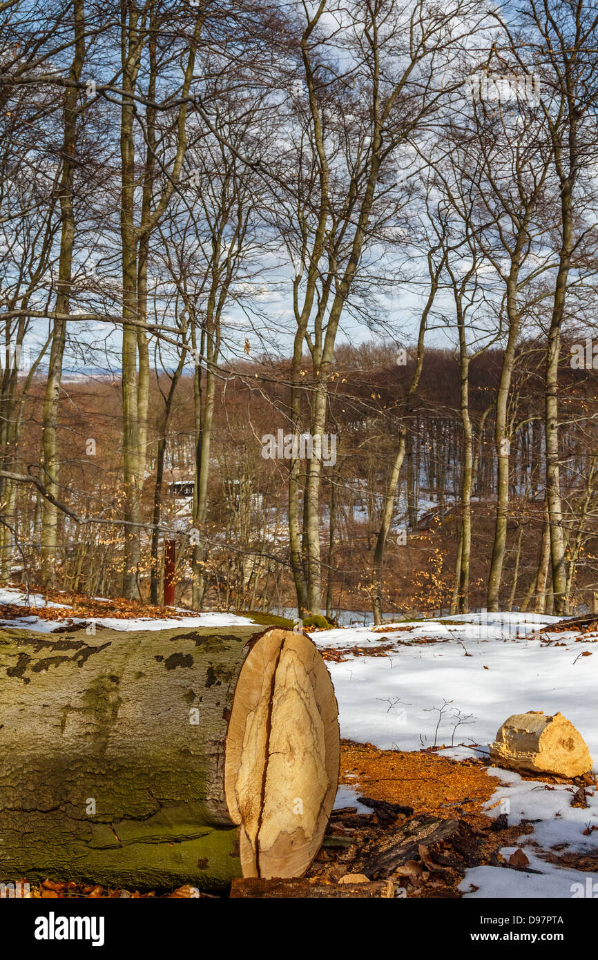 Arbre abattu Banque D'Images