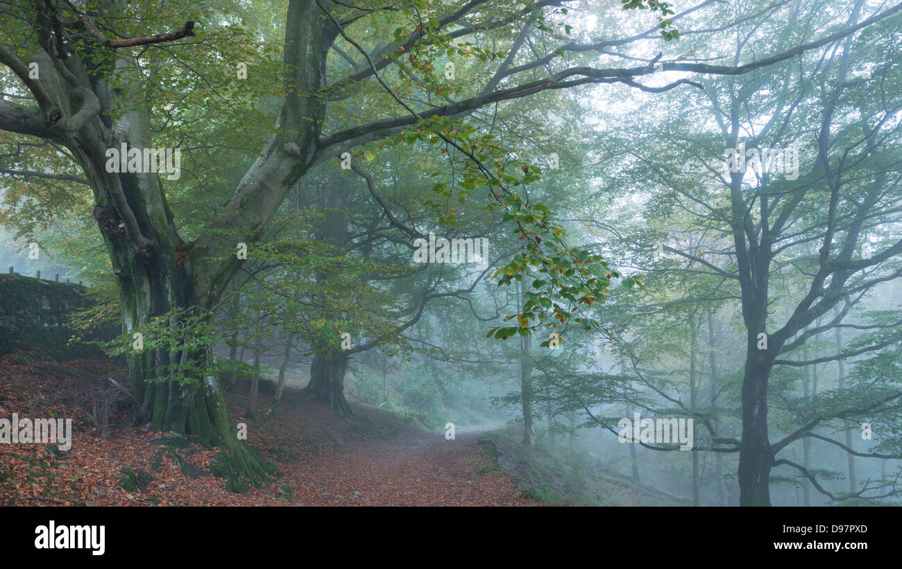 La voie des bois dans la brume, Lake District, Cumbria, Angleterre. L'automne (octobre) 2012. Banque D'Images