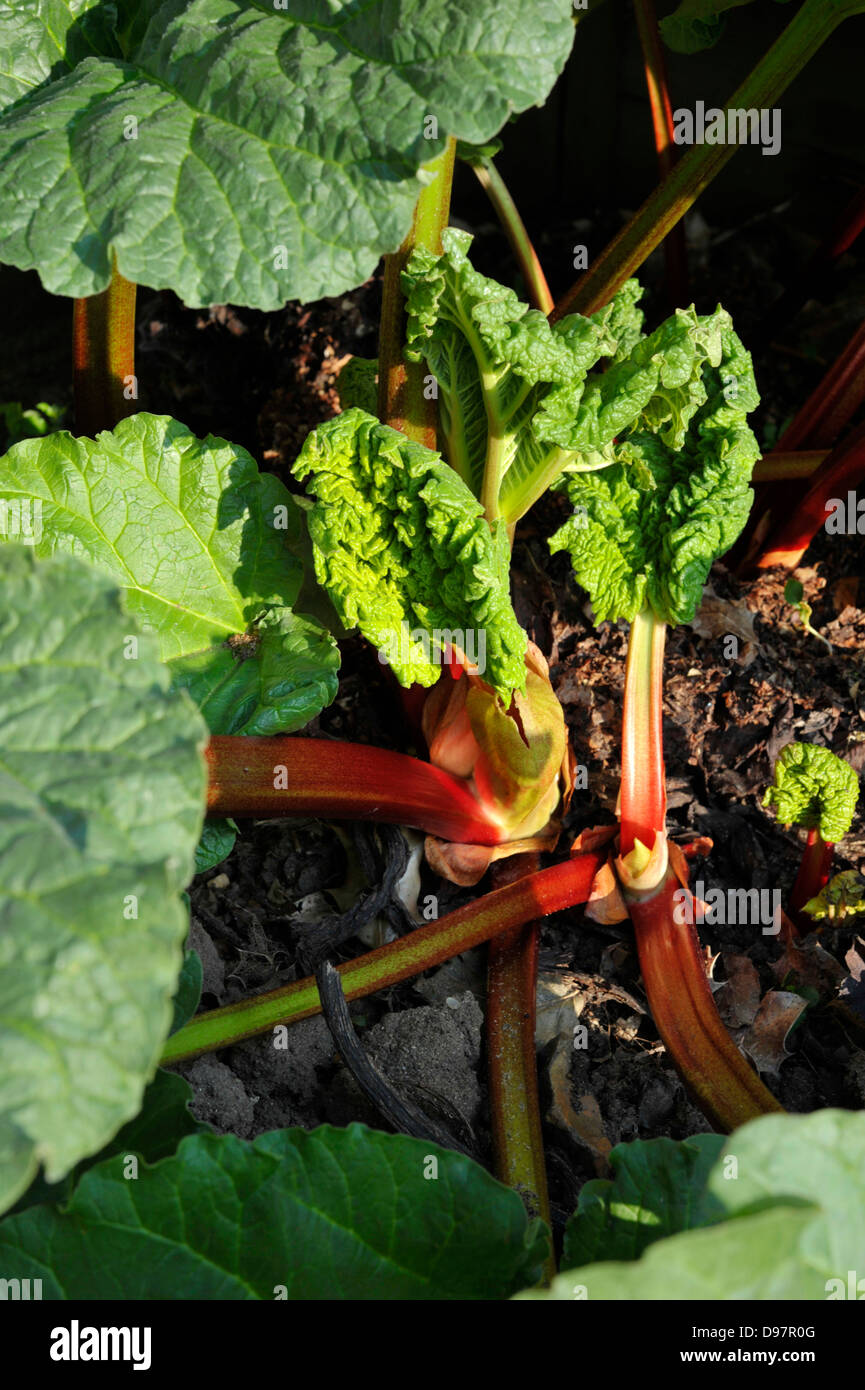 La rhubarbe, un légume vivace herbacée qui est souvent traité comme un fruit dans la cuisine. Banque D'Images