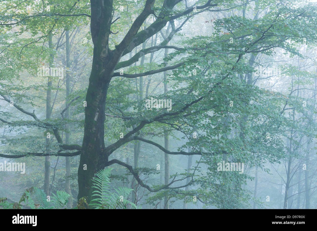 Dans les forêts de brouillard, Grasmere, Lake District, Cumbria, Angleterre. L'automne (octobre) 2012. Banque D'Images