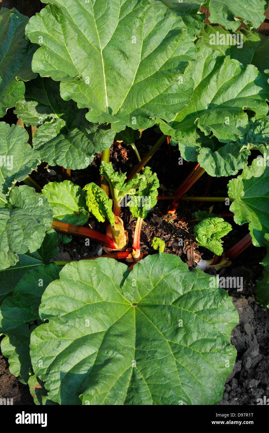 La rhubarbe, un légume vivace herbacée qui est souvent traité comme un fruit dans la cuisine. Banque D'Images