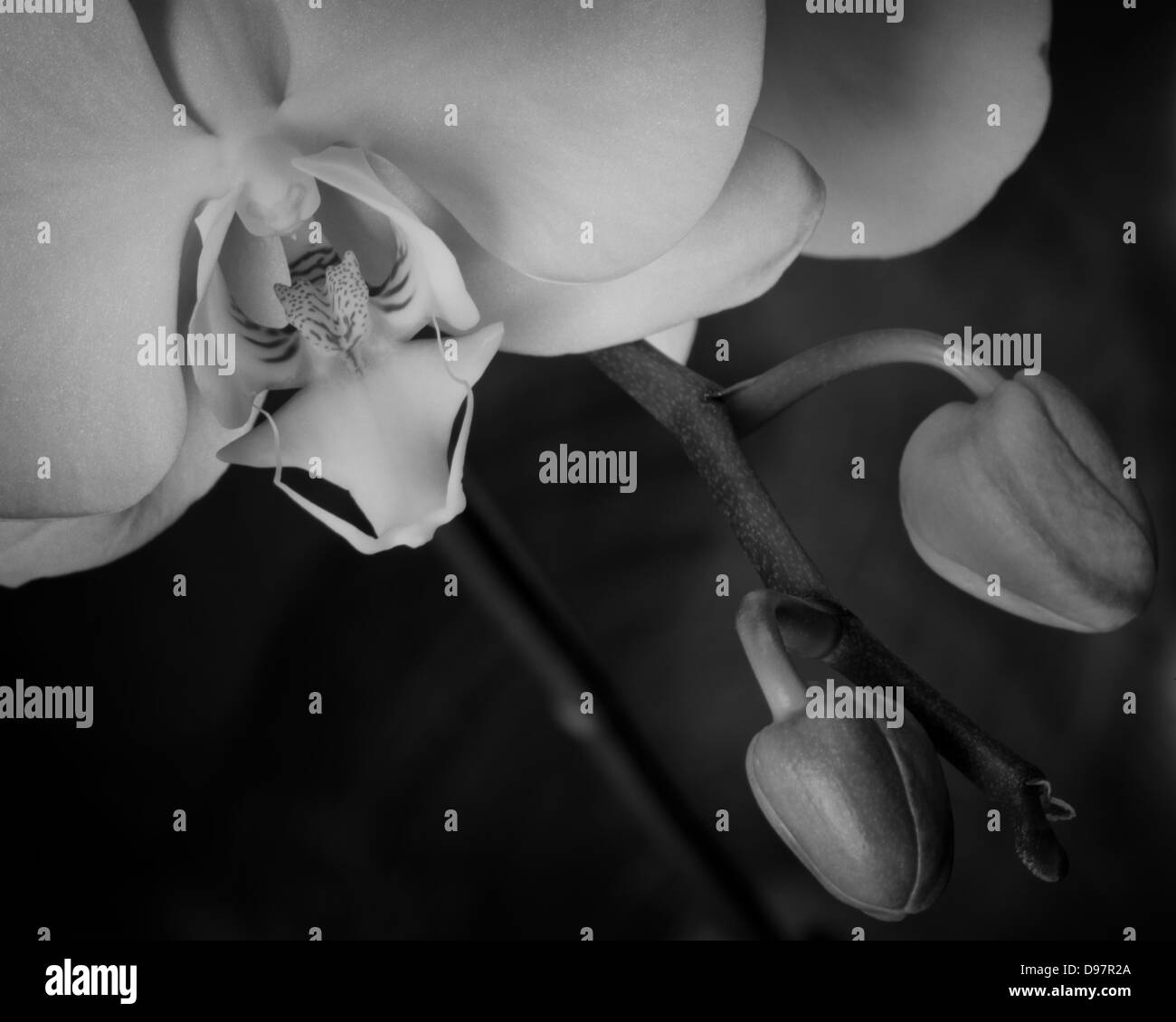 Un studio capture d'une orchidée fleur pour montrer les détails. Banque D'Images