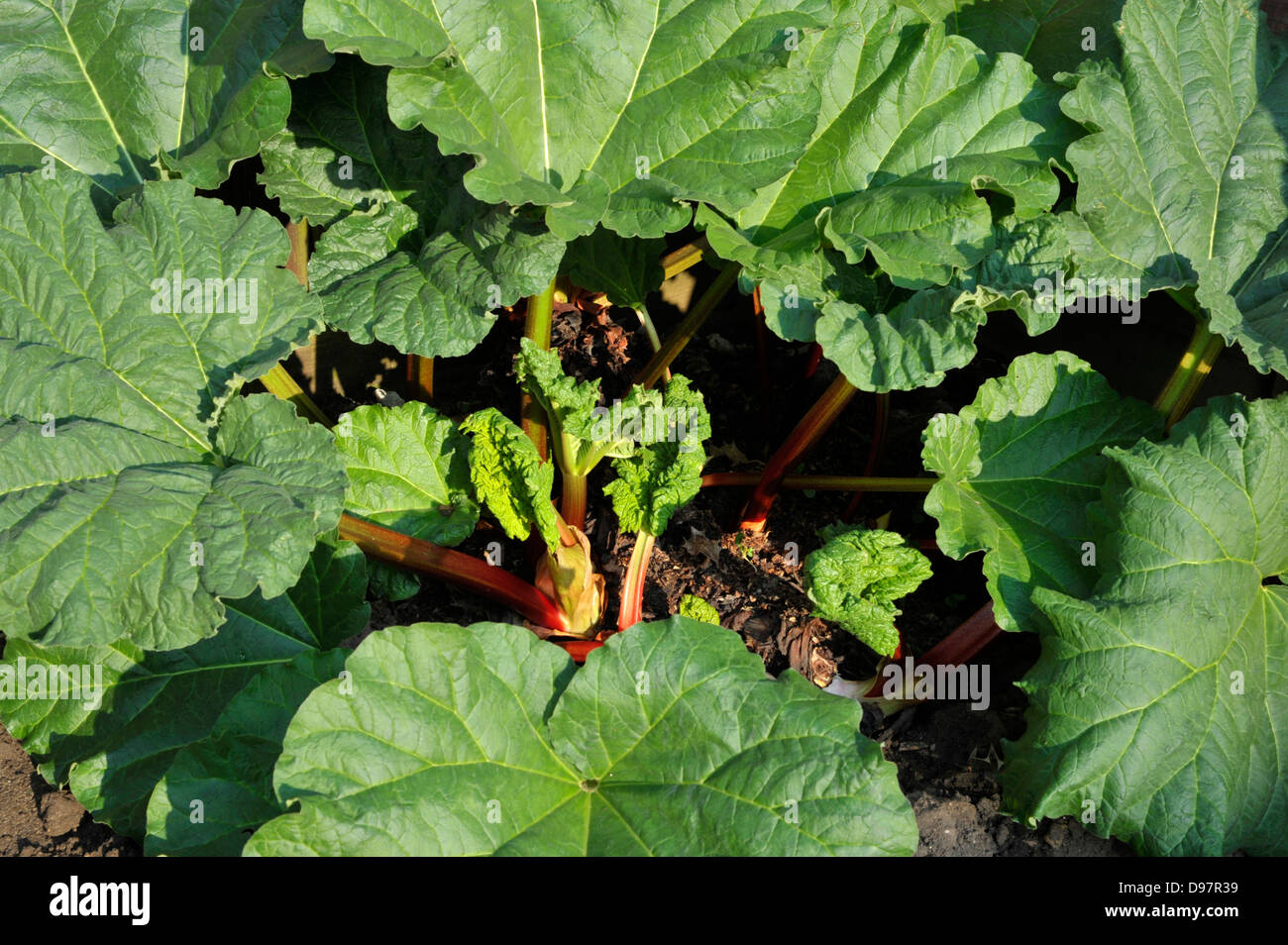 La rhubarbe, un légume vivace herbacée qui est souvent traité comme un fruit dans la cuisine. Banque D'Images