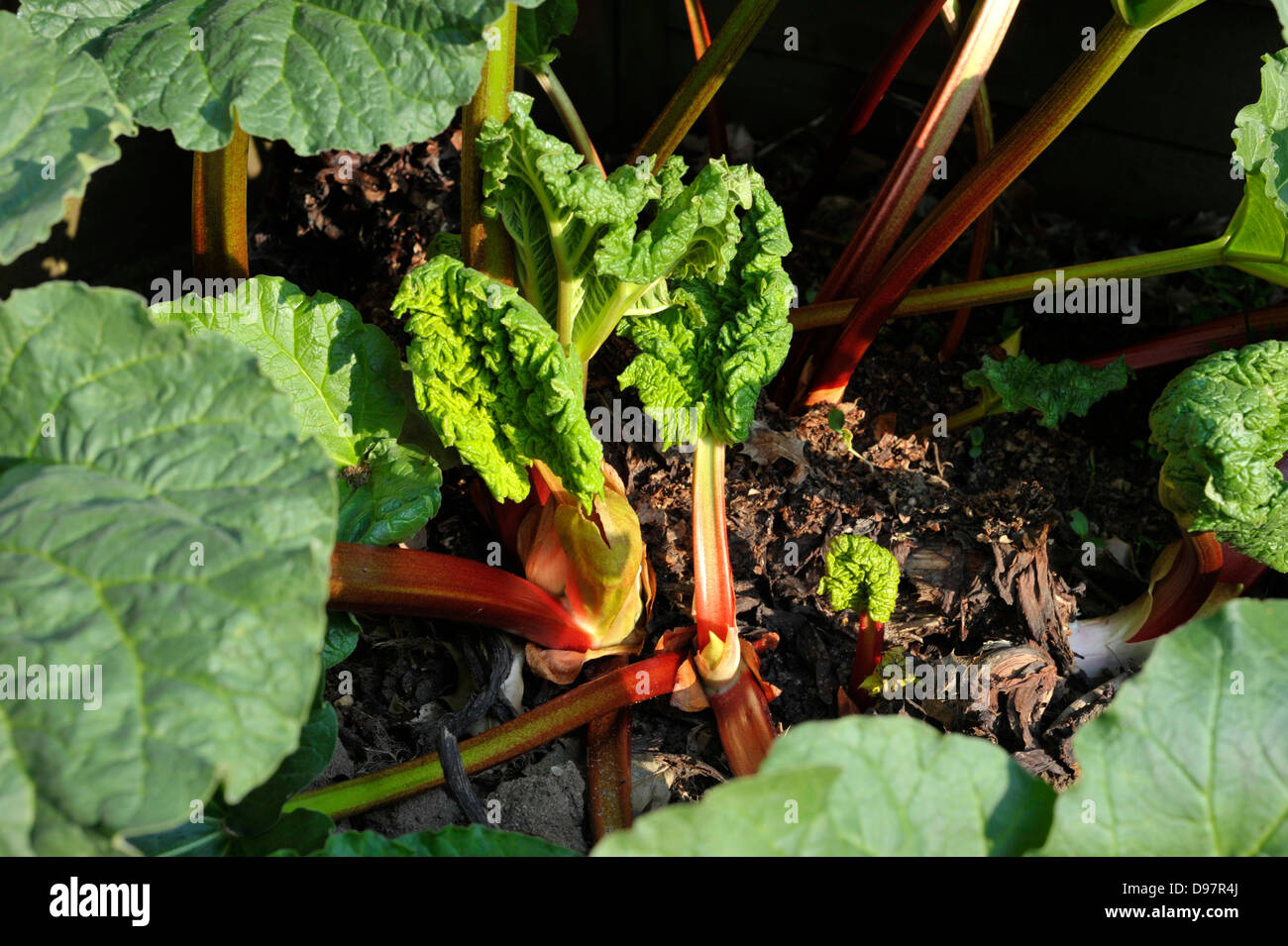 La rhubarbe, un légume vivace herbacée qui est souvent traité comme un fruit dans la cuisine. Banque D'Images