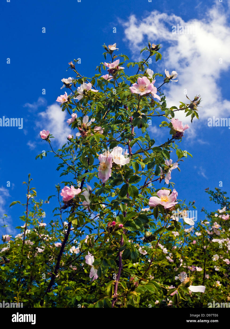 Wild Dog Rose en couverture - France. Banque D'Images