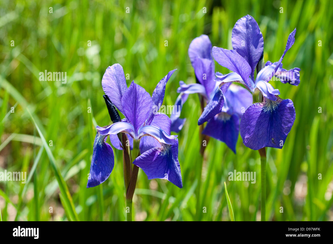 Iris sibirica 'Caesar's Brother' Banque D'Images