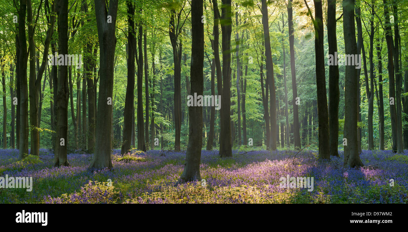 Jacinthes et hêtres, West Woods, Marlborough, Wiltshire, Angleterre. Printemps (mai) 2013. Banque D'Images