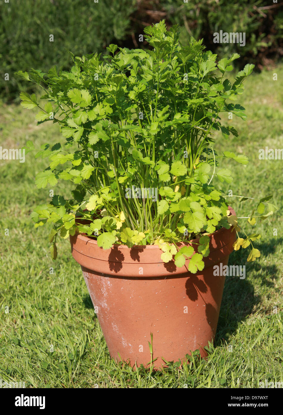 La coriandre, Coriandrum sativum, Apiaceae. Aussi connu sous le nom de persil chinois, cilantro ou dhania, est une plante de la famille des Apiaceae. Banque D'Images