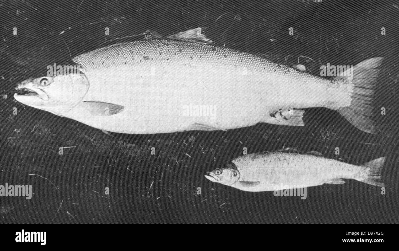Un record de 19 1/2 lb Truite brune capturée dans la rivière Tay, en Écosse. L'image montre la taille et l'importance de la capture, soulignant la réputation de la région pour la pêche. Banque D'Images