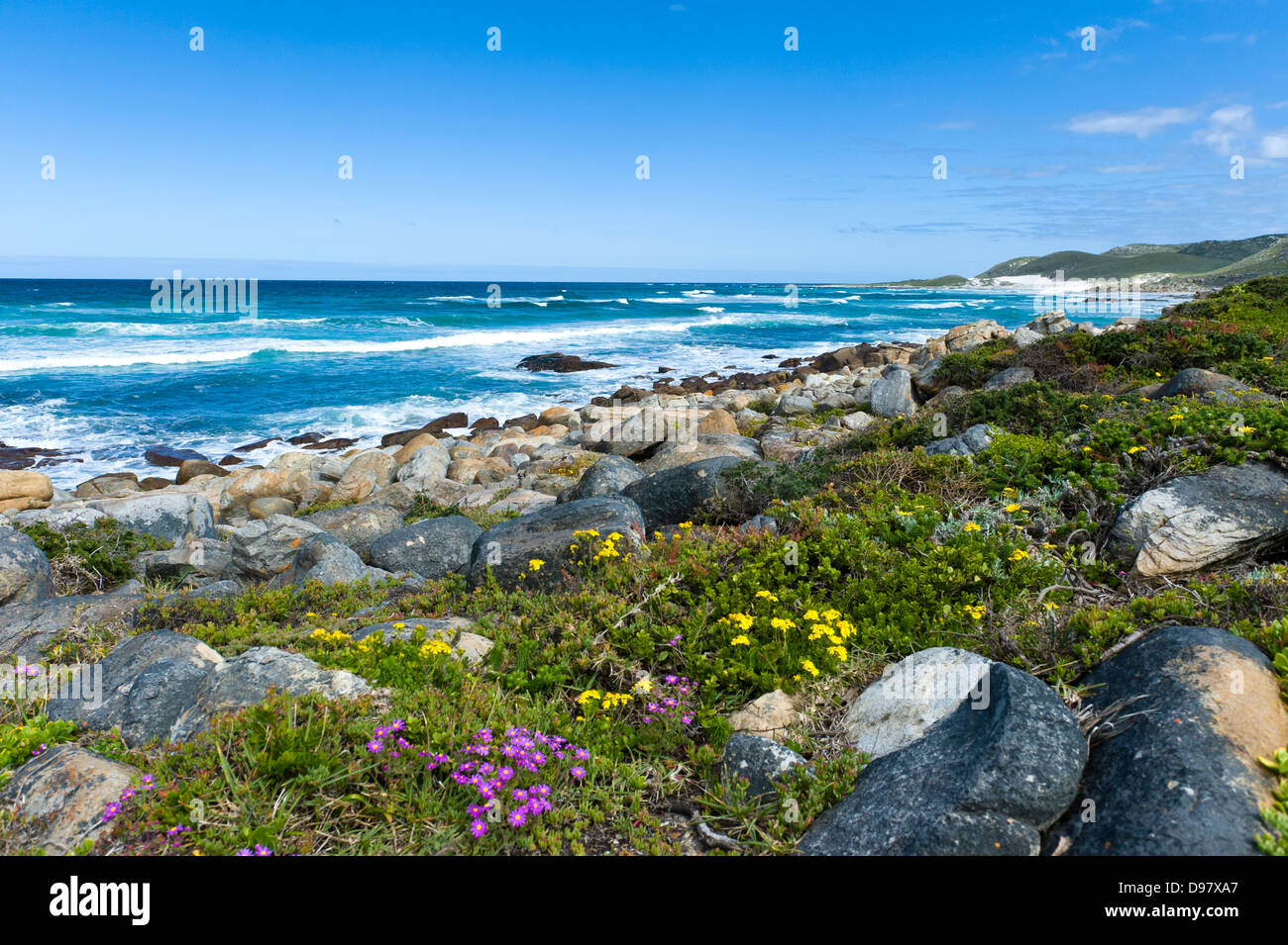 Fleurs sauvages et de la mer au cap de Bonne Espérance Nature Reserve, Western Cape, Afrique du Sud Banque D'Images