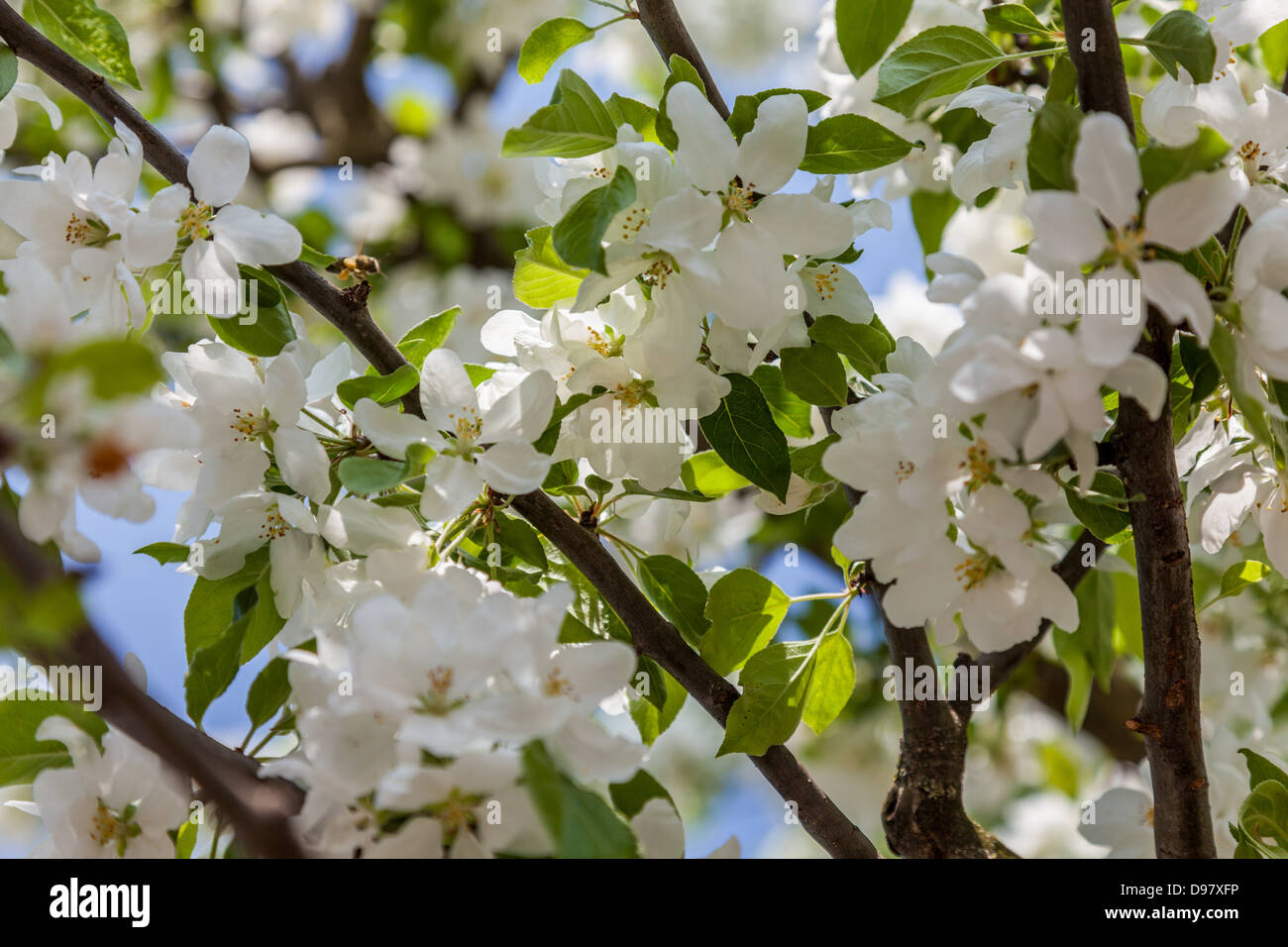 Apple tree blossoming contre ciel bleu clair. Banque D'Images