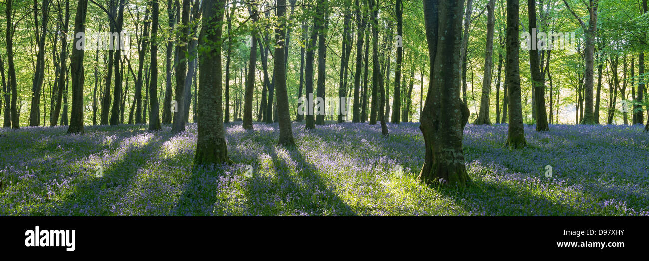 Soleil dans un bois Bluebell, Exmoor National Park, Devon, Angleterre. Printemps (mai) 2013. Banque D'Images