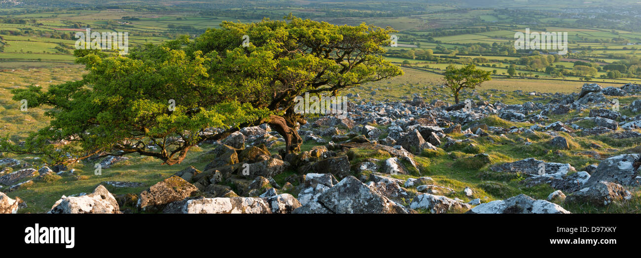 Arbre d'aubépine sur la lande, Dartmoor National Park, Devon, Angleterre. Printemps (juin) 2013. Banque D'Images