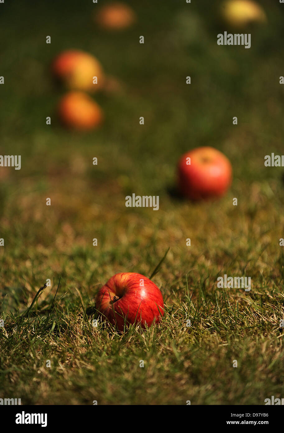 Les pommes tombées dans l'herbe Banque D'Images