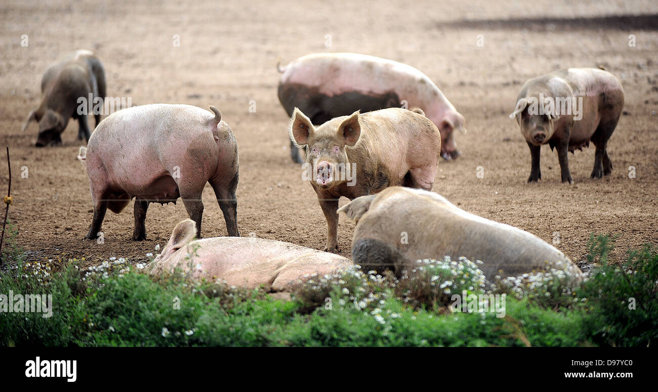 Les porcs dans un champ boueux. Banque D'Images