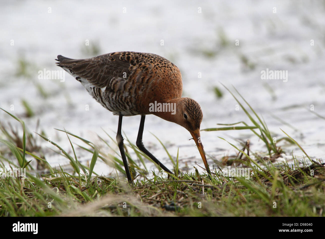 Barge à queue noire (Limosa limosa) se nourrissent dans les zones humides côtières au printemps dans le nord des Pays-Bas Banque D'Images
