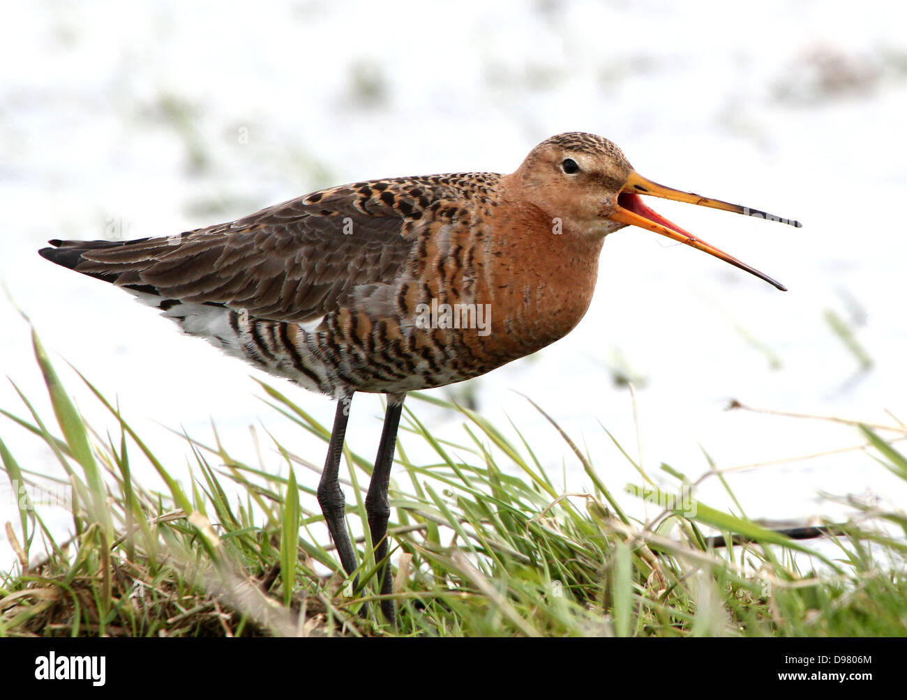 Barge à queue noire (Limosa limosa) se nourrissent dans les zones humides côtières au printemps dans le nord des Pays-Bas Banque D'Images