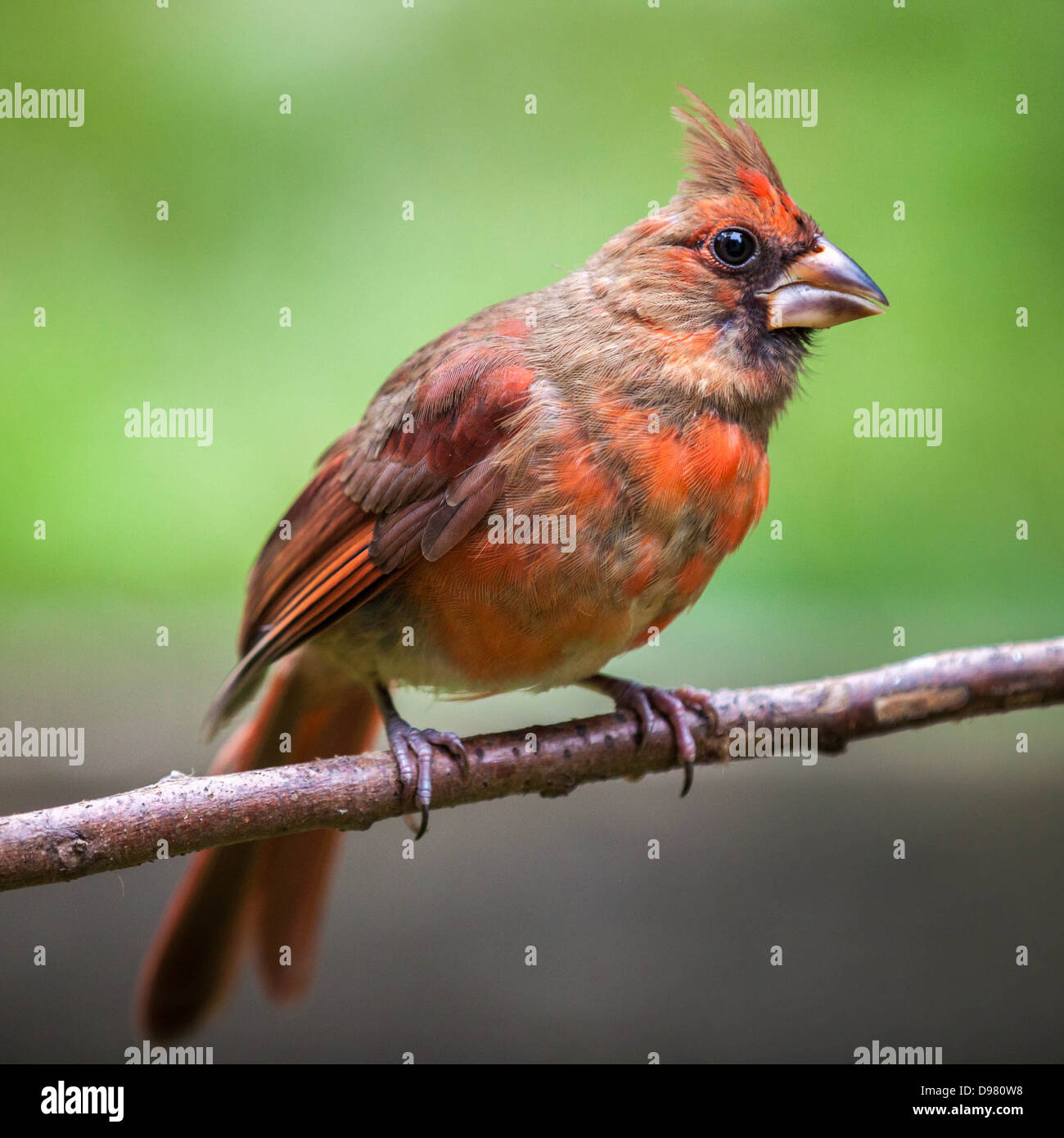 Le Cardinal rouge femelle perché sur une branche sur un fond vert Banque D'Images