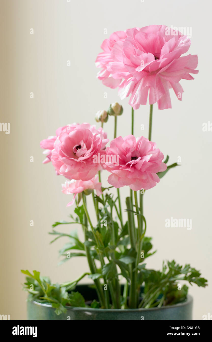 Portrait close-up shot of pink Ranunculus fleurs dans un pot en céramique verte contre un mur à la crème. Banque D'Images