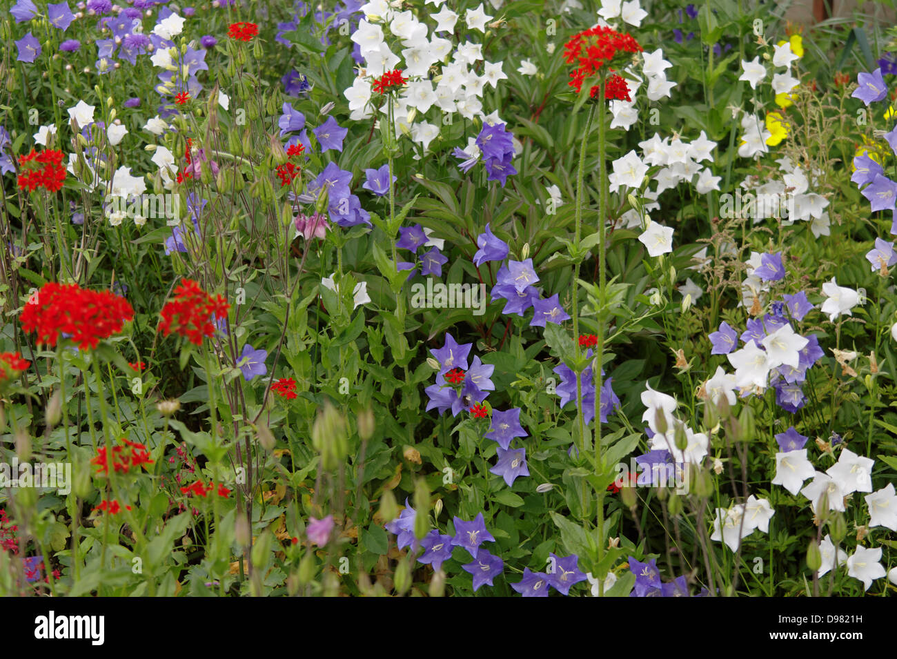 Lychnis chalcedonica Campanula persicifolia Banque D'Images