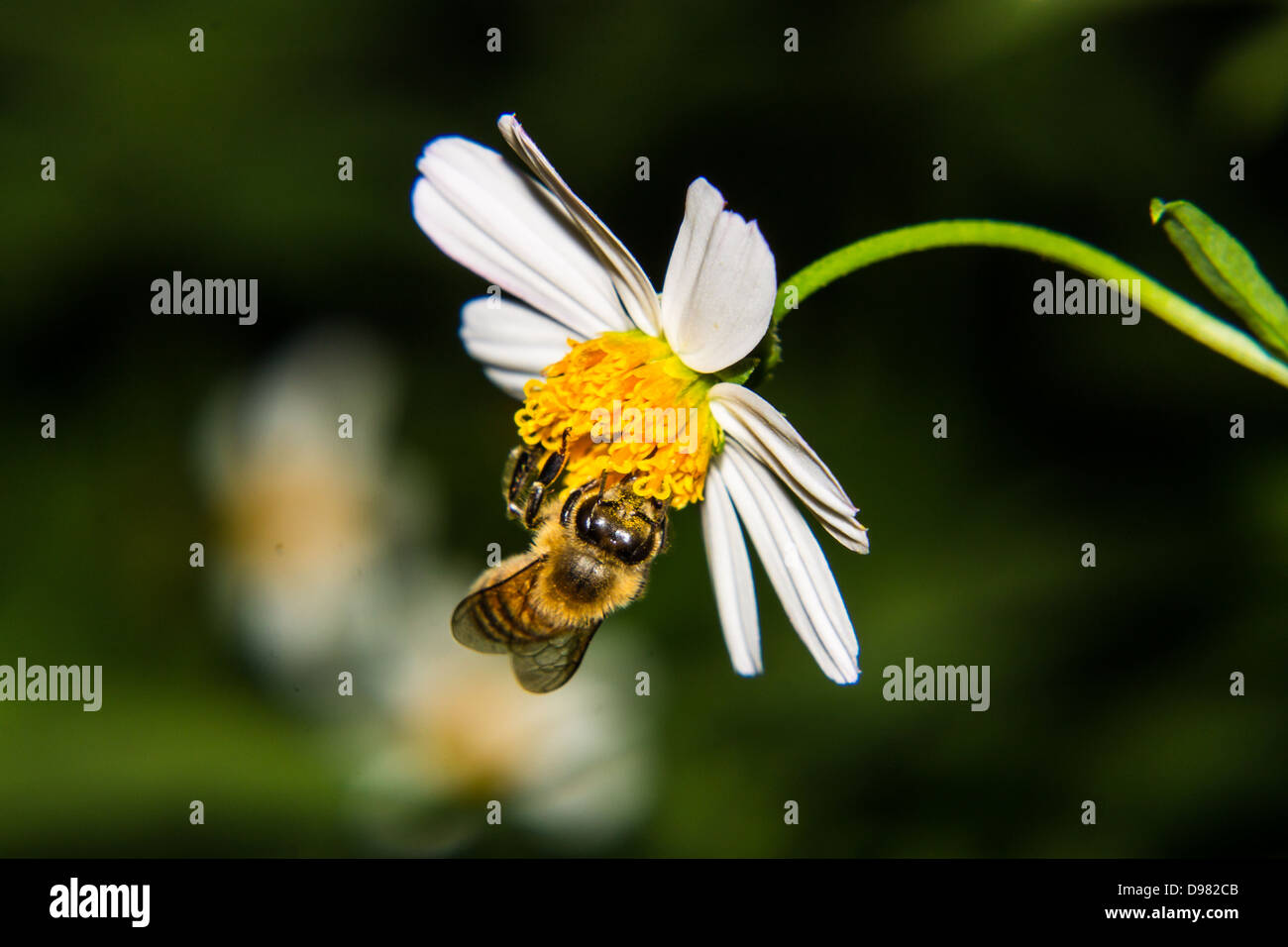 Macro d'Abeille sur fleur Banque D'Images