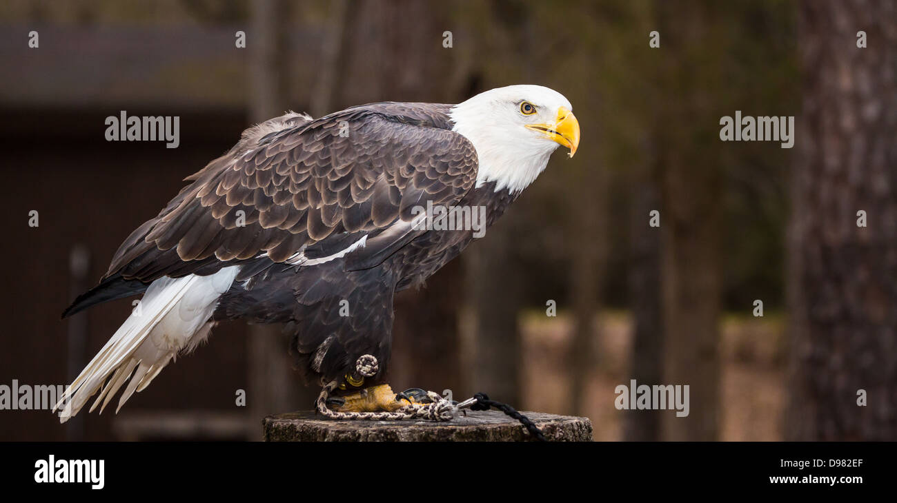Une belle américaine le Pygargue à tête blanche comme la recherche de proies. Banque D'Images