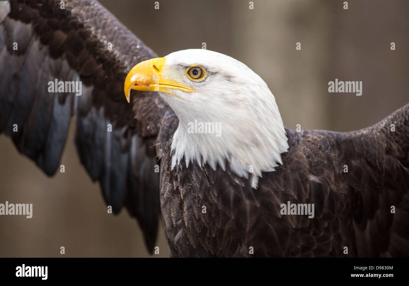 Une belle américaine le Pygargue à tête blanche comme la recherche de proies. Banque D'Images