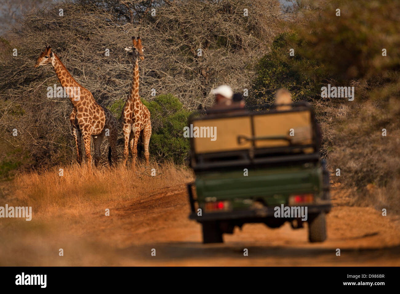 L'affichage d'une girafe safari à partir d'un Land Cruiser dans la Phinda Game Reserve, Afrique du Sud Banque D'Images