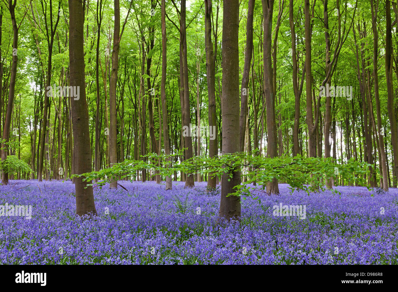 Une branche basse au premier plan sur le hêtre s'étend sur le bois en Michedever bluebells à Hampshire Banque D'Images