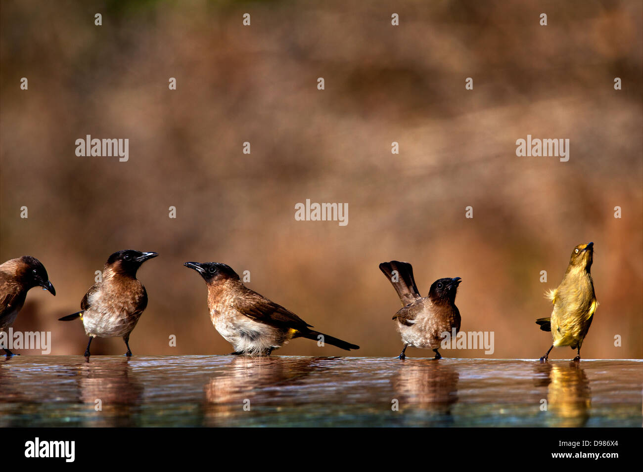 Les oiseaux qui se nourrissent de la piscine sur le jeu Phinda, Afrique du Sud Banque D'Images