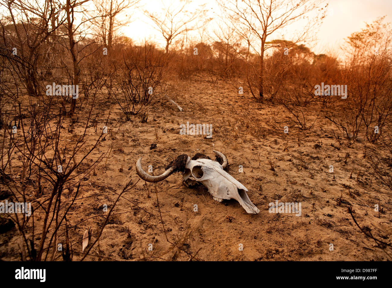 Wilderbeast crâne fraîchement brûlés dans domaine de Phinda Game Reserve, Afrique du Sud Banque D'Images