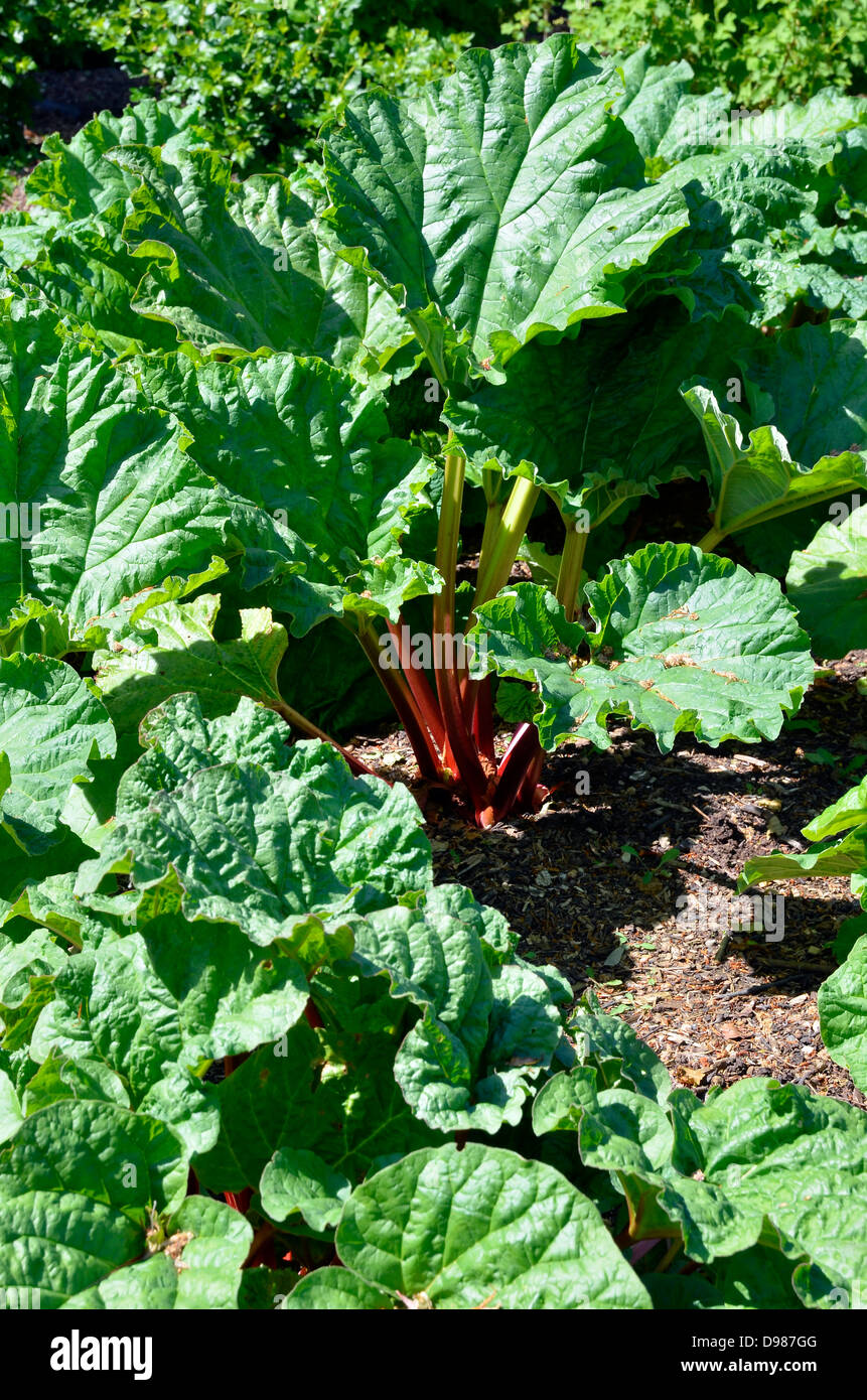 Fort et en bonne santé les plantes avec des tiges de rhubarbe rouge tournant en mûrissant prêts pour la cueillette. Banque D'Images