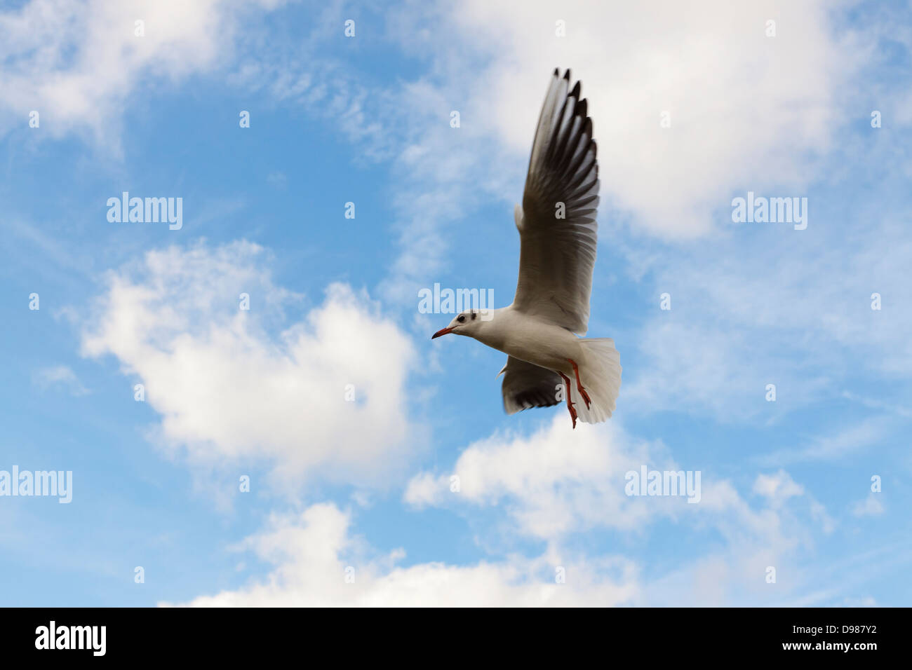 Mouette à tête noire, Chroicocephalus ridibundus voler contre un ciel bleu, England, UK Banque D'Images