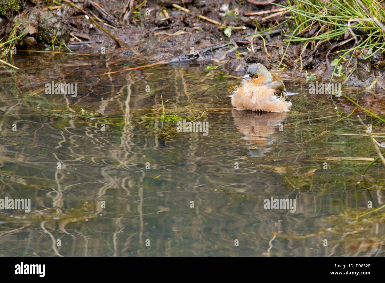 Chaffinch Fringilla coelebs, mâle, baignade, Rutland, England, UK Banque D'Images Chaffinch Fringilla coelebs, mâle, baignade, Rutland, England, UK Banque D'Images