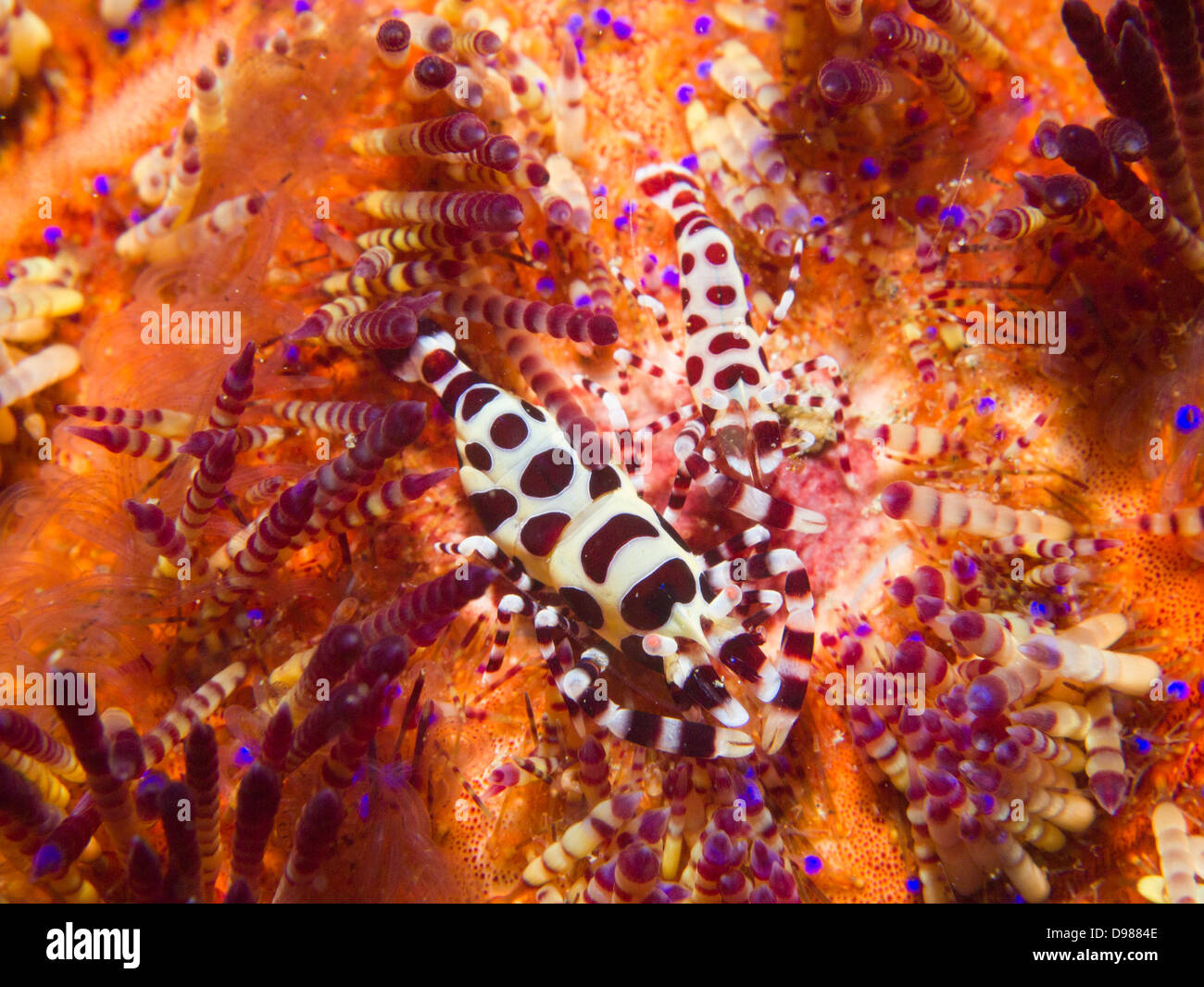 La crevette Periclimenes colemani Coleman - sur un feu Urchin, Asthenosoma varium Banque D'Images