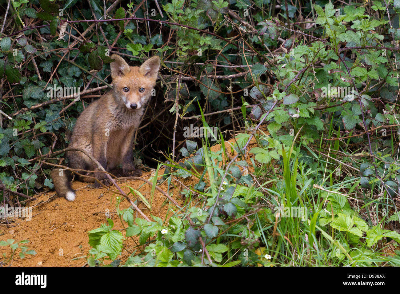 Les jeunes Red Fox Cub, Vulpes vulpes, Kent, England, UK Banque D'Images