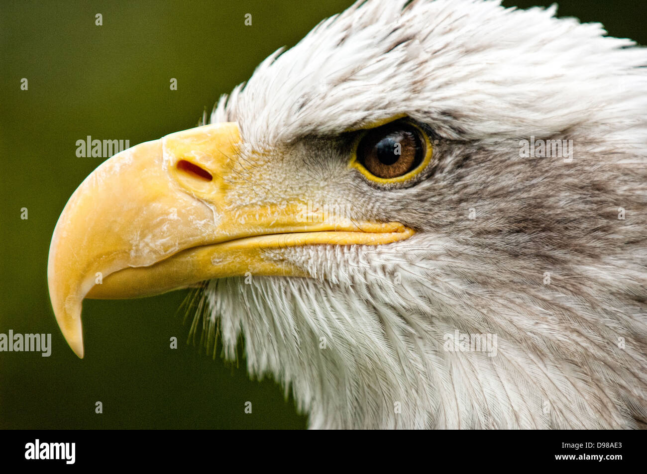 Un portrait de profil d'un pygargue à tête blanche (Haliaeetus ...